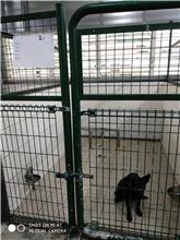 連江縣已領養狗 混種犬