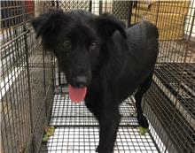 金門縣已領養狗 混種犬