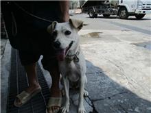 南投縣已領養狗 混種犬