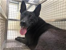 台北市已領養狗 混種犬