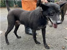 台北市已領養狗 混種犬
