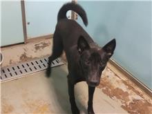台北市已領養狗 混種犬