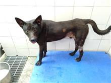 新北市已領養狗 混種犬