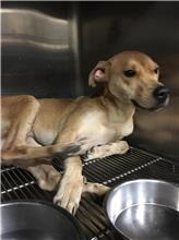 新北市已領養狗 混種犬