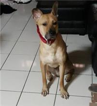 新北市已領養狗 混種犬