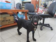 南投縣已領養狗 混種犬
