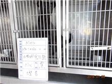 雲林縣已領養狗 混種犬
