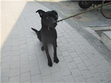 桃園市已領養狗 混種犬