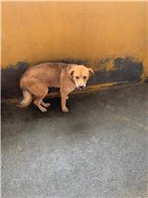 澎湖縣已領養狗 混種犬