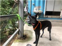 新北市已領養狗 混種犬