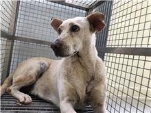 台北市已領養狗 混種犬