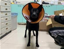 台北市已領養狗 混種犬