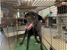 桃園市已領養狗 混種犬