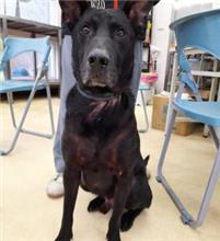 新北市已領養狗 混種犬