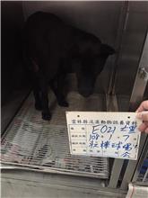 雲林縣已領養狗 混種犬