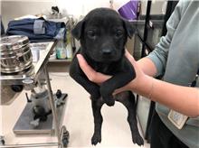 新竹市已領養狗 混種犬