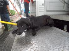 南投縣已領養狗 混種犬