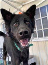 屏東縣已領養狗 混種犬