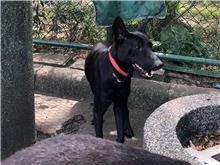 台北市已領養狗 混種犬