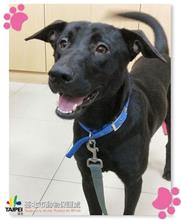 台北市已領養狗 混種犬