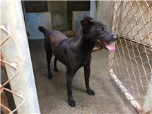 台北市已領養狗 混種犬