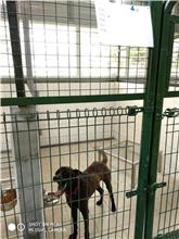 連江縣已領養狗 混種犬