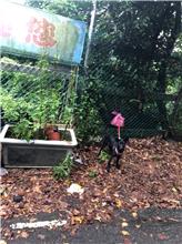 新北市已領養狗 混種犬