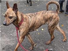 台北市已領養狗 混種犬