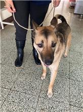桃園市已領養狗 混種犬