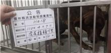雲林縣已領養狗 混種犬