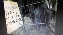 雲林縣已領養狗 混種犬