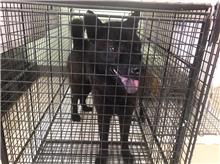 金門縣待認養狗｜混種犬｜黑棕色｜母