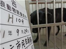 雲林縣已領養狗 混種犬