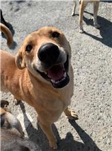 屏東縣已領養狗 混種犬