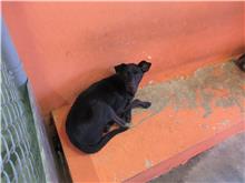 新竹市已領養狗 混種犬