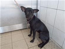 南投縣已領養狗 混種犬