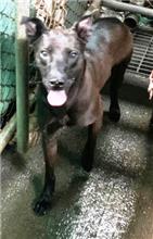 基隆市已領養狗 混種犬