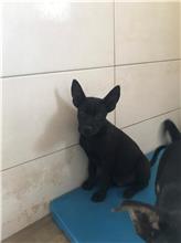 金門縣已領養狗 混種犬