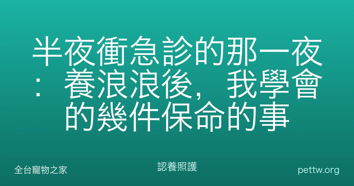 半夜衝急診的那一夜：養浪浪後，我學會的幾件保命的事