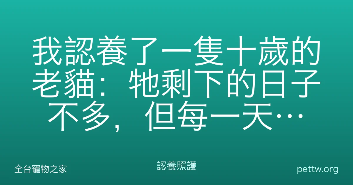 我認養了一隻十歲的老貓：牠剩下的日子不多，但每一天都很甜