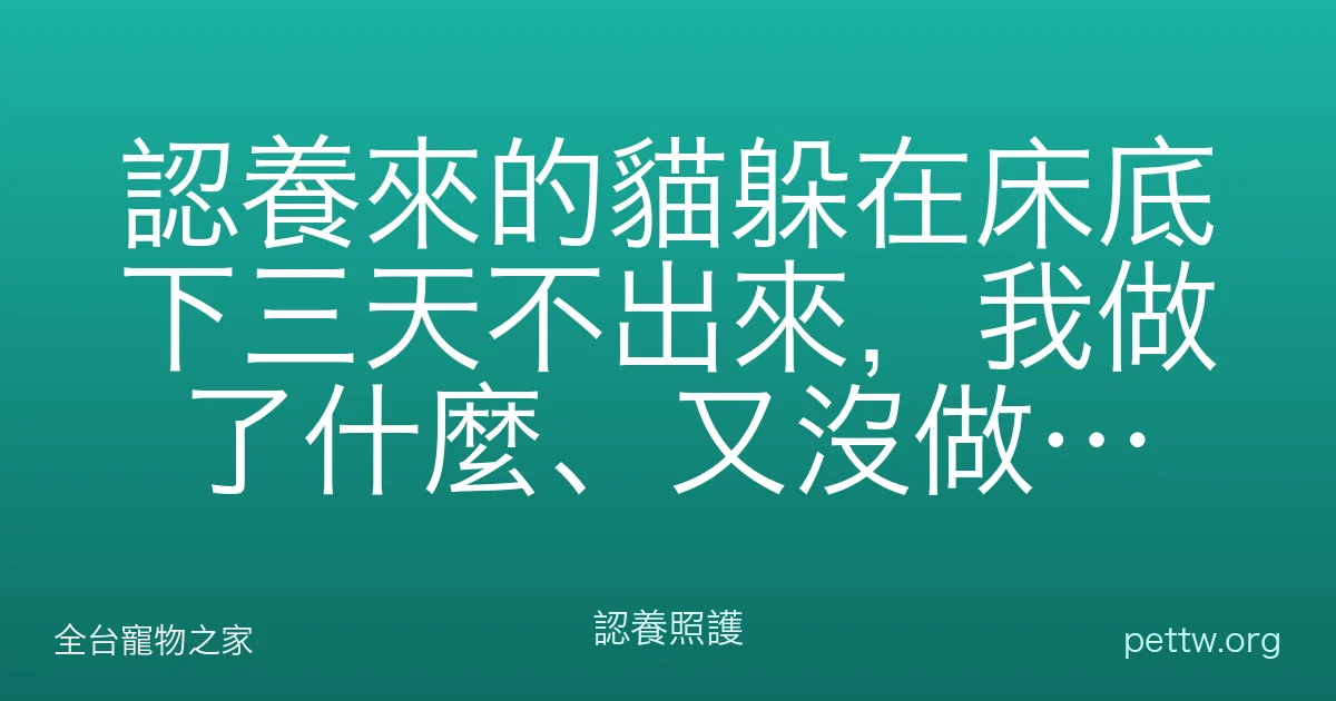 認養來的貓躲在床底下三天不出來,我做了什麼、又沒做什麼