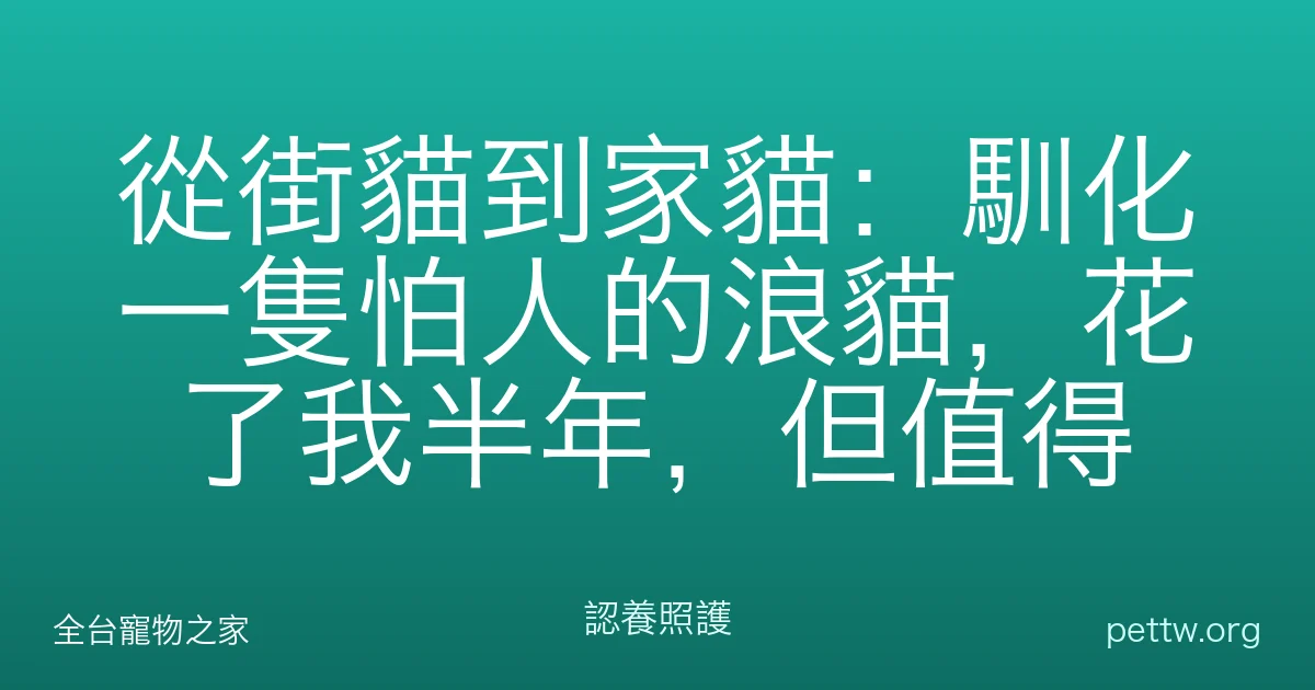 從街貓到家貓：馴化一隻怕人的浪貓，花了我半年，但值得